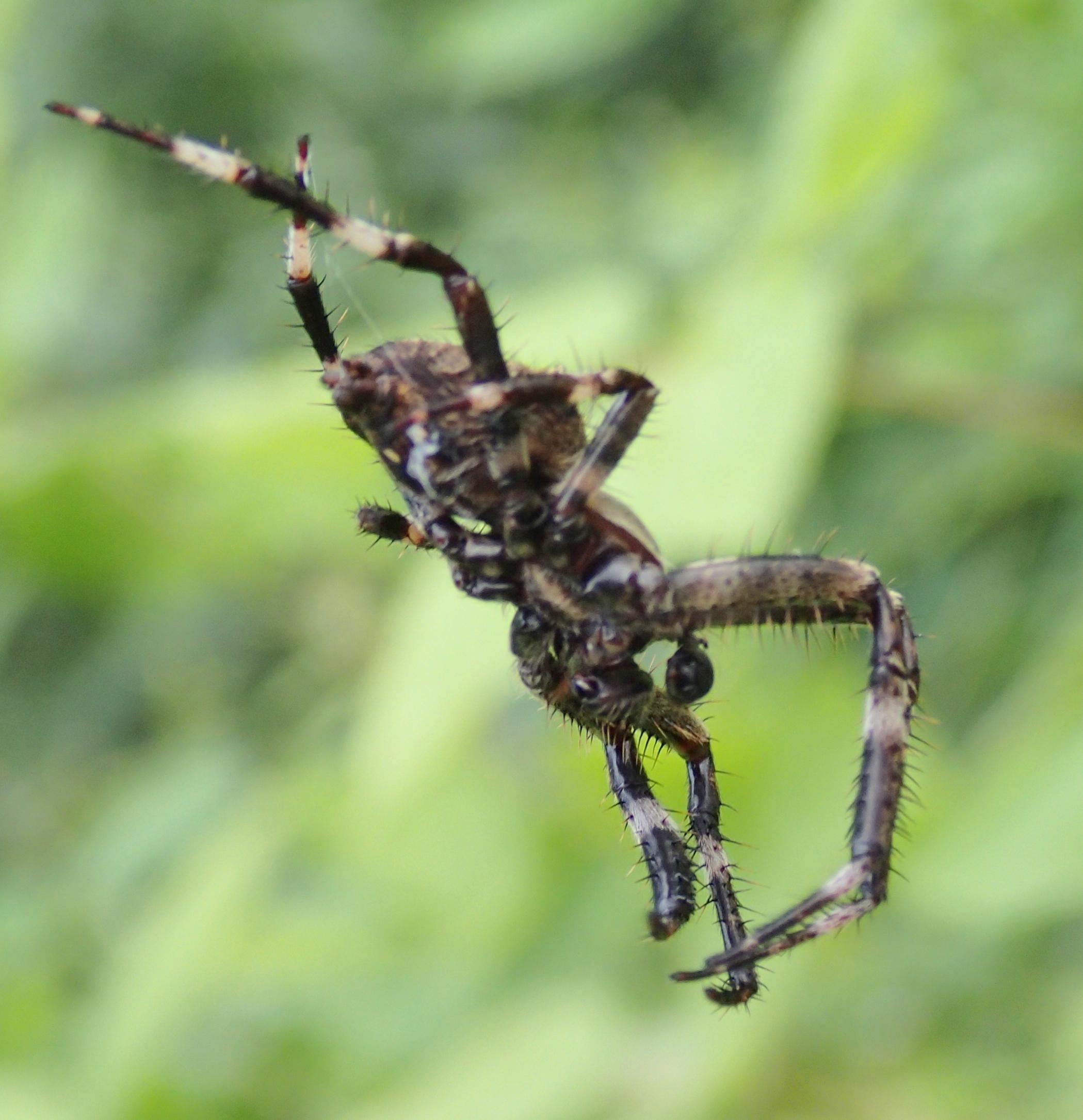 Araneus angulatus (maschio) - Lughignano (TV)